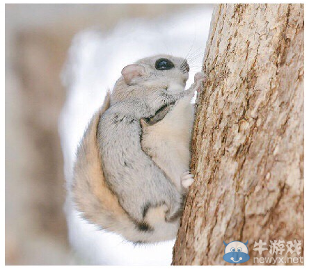 7種北海道萌物一覽 皮卡丘原型也在其中