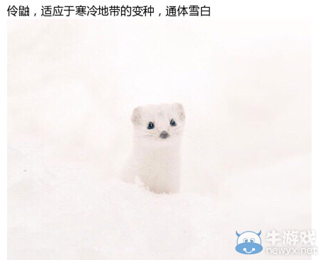 7種北海道萌物一覽 皮卡丘原型也在其中