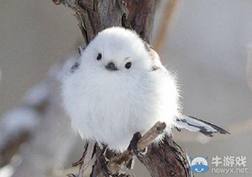 世界上最萌的鳥 九陰真經靈寵赤炎鳥原型現身