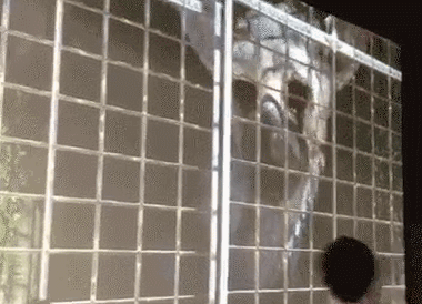 《最后的守護者》等身大鷲降臨現場：震撼無比