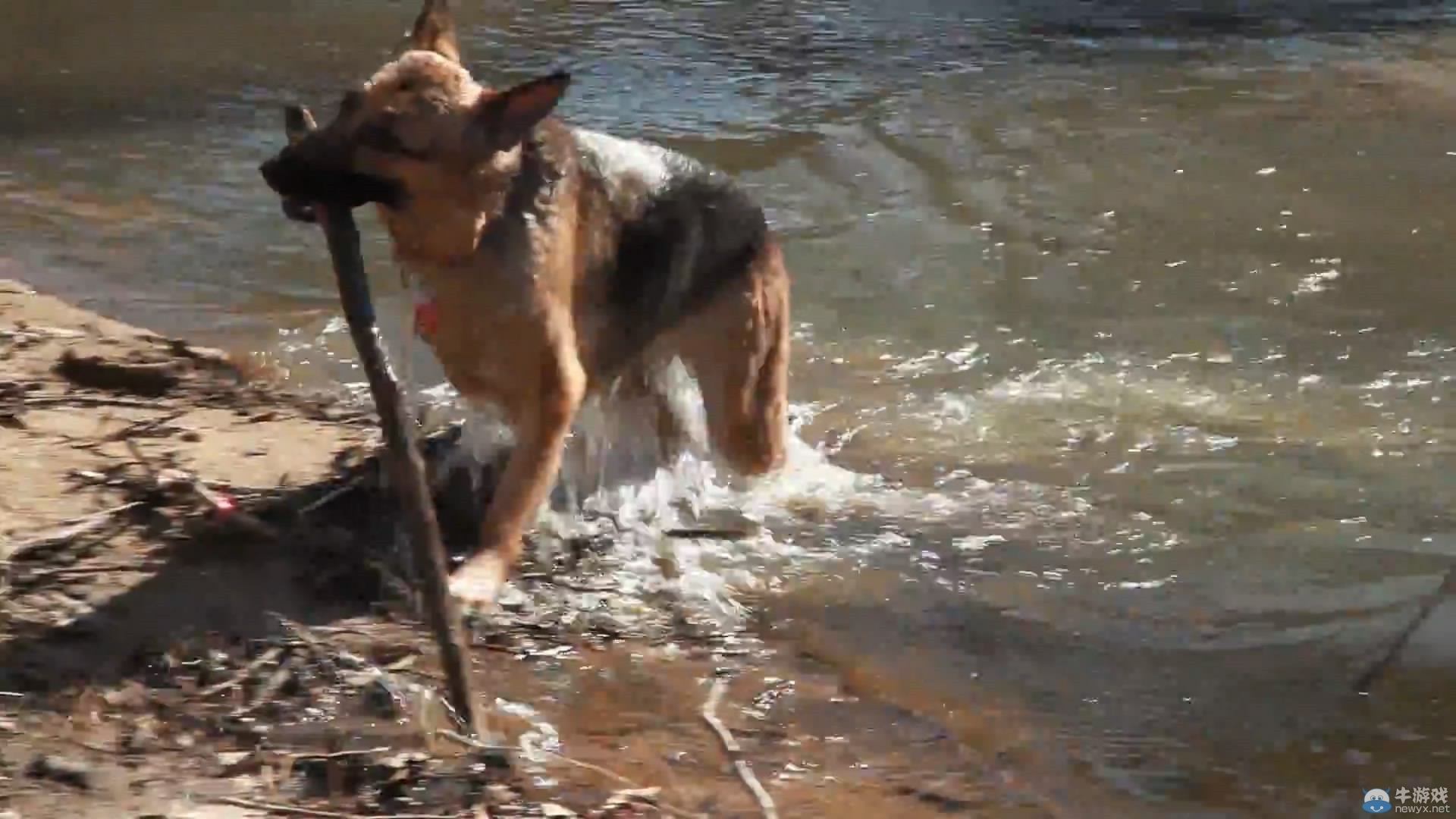 《輻射4》狗狗演員真身亮相：激萌活潑惹人疼