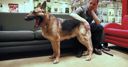 《輻射4》狗狗演員真身亮相：激萌活潑惹人疼