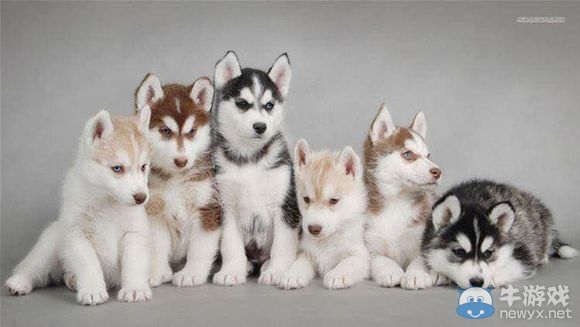 天刀囧事 我在拍賣行買了一只哈士奇