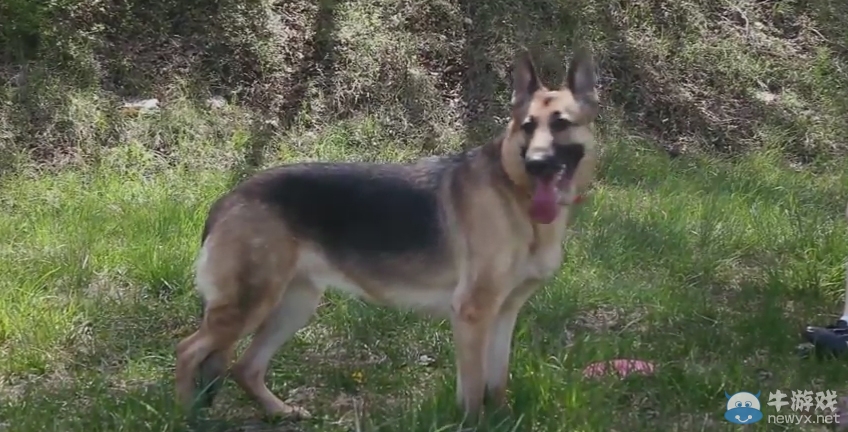 《輻射4》制作幕后：來與狗肉的原型見面吧！