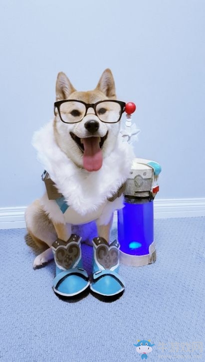 柴犬COS《守望先鋒》成網紅：氣質到位無違和