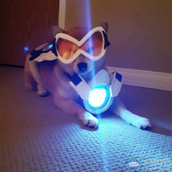 柴犬COS《守望先鋒》成網紅：氣質到位無違和