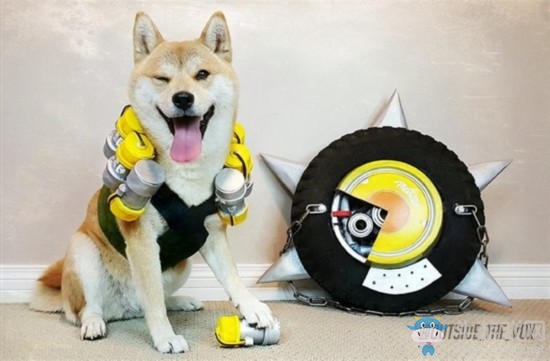 柴犬COS《守望先鋒》成網(wǎng)紅：氣質(zhì)到位無(wú)違和