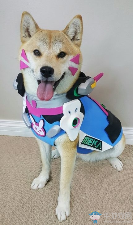 柴犬COS《守望先鋒》成網(wǎng)紅：氣質(zhì)到位無(wú)違和