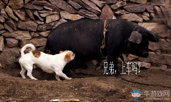 廠長虎牙直播直面4396  UZI粉絲首先開啟豬狗大戰