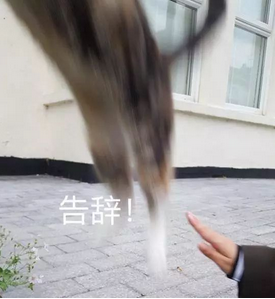 武俠搞事錄：瞿塘峽潛伏美人改頭換面 重制版NPC建模