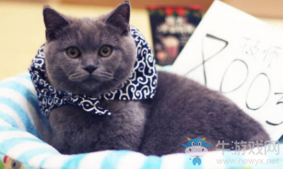 武俠搞事錄：圣誕特輯 擼貓周邊統統一起上