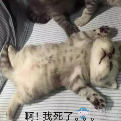 前鋒小僧組隊門將少女安吉拉，《奇葩戰斗家》新版本足球主題皮膚曝光！