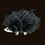 天龙八部 刺猬宝宝